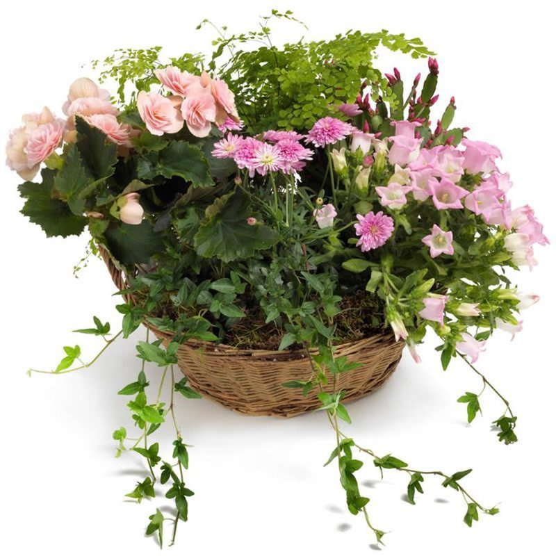 Roślinny mix w koszyku